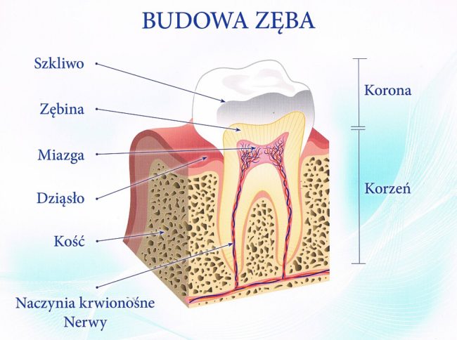 Budowa zęba – co warto wiedzieć
