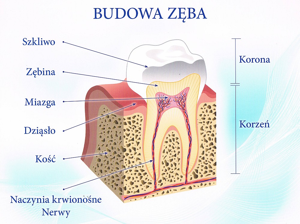 Znalezione obrazy dla zapytania budowa zęb...</p>
          <footer class=